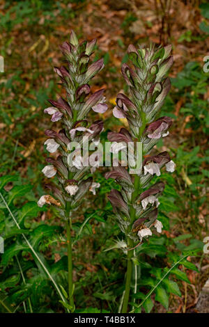 Long-leaved Bear's Hinterteil, (Acanthus hungaricus) Stockfoto