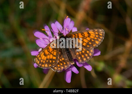 Heide fritillary, (Melitaea athalia) Stockfoto