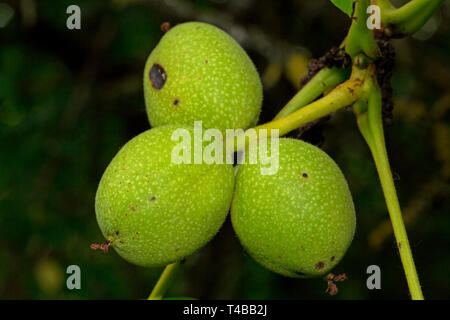 Persische Walnuss (Juglans regia) Stockfoto