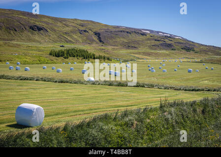 Wickelte Strohballen auf einem Feld zusammen Grenivikurvegur Road in der Nähe von Akureyri Svalbardseyri Dorf und Stadt in Island Stockfoto