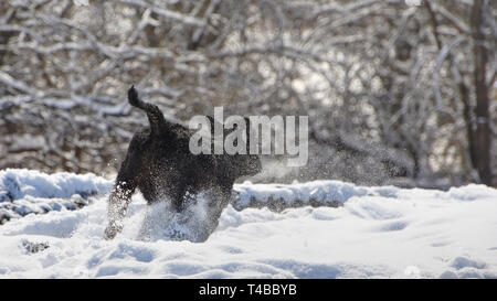 Eine Feder Kalb tänzelt durch einen späten Schnee in einem Illinois Bauernhof. Stockfoto