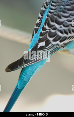 Einzelheiten über die blau-türkis Federn winziger Wellensittich. Stockfoto