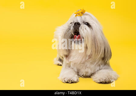 Shih-tzu Welpen tragen Orange Bug. Cute doggy oder Pet liegt isoliert auf gelben Hintergrund. Die Chrysantheme Hund. Negative Platz Ihr Text oder Bild einzufügen. Stockfoto