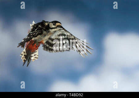Buntspecht,, 92660 Stockfoto