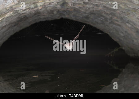 Wasserfledermaus, ueber Burggraben, Bustedt,, 92660 Stockfoto