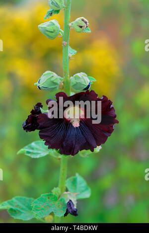 Schwarze Stockrose, Alcea rosea 'Nigra', Gewoehnliche Stockrose Stockfoto