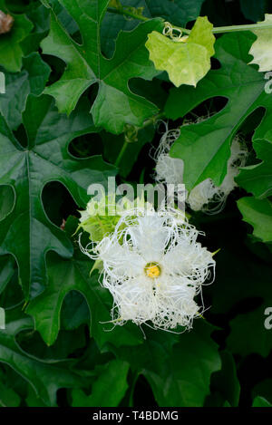 Chinesische Schlangenhaargurke, Trichosanthes kirilowii, Chinagurke, Schlangenkuerbis Stockfoto