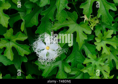 Chinesische Schlangenhaargurke, Trichosanthes kirilowii, Chinagurke, Schlangenkuerbis Stockfoto