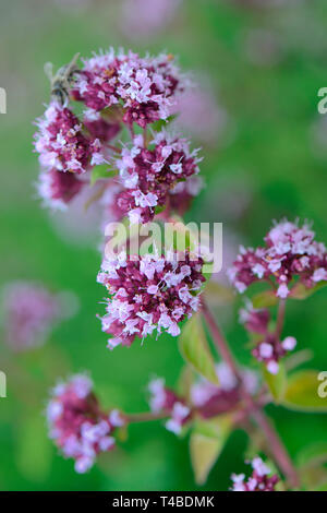 Dost, Wilder Majoran, Origanum vulgare Stockfoto