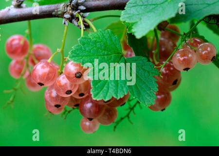 Johannisbeere, Sorte Rose de Champagne Stockfoto