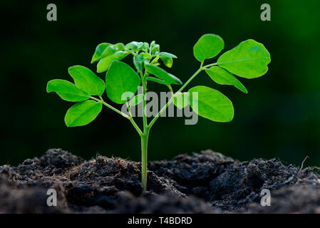 Moringa, Jungpflanze, Moringa oleifera, Meerrettichbaum Stockfoto