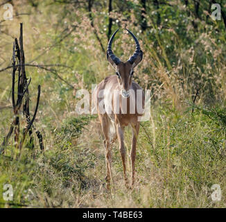 Teil einer Herde von Impala Beweidung in einem Südafrikanischen Game Park, dieser Impala ist sehr bewusst von Touristen von wildbeobachtung Fahrzeuge. Stockfoto