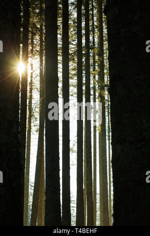 Wald von Bäumen und Trunks in der Morgensonne Fichte. Eine nachhaltige Industrie, umweltfreundliche Forstwirtschaft, Ruhe und Achtsamkeit Konzept und Text Stockfoto