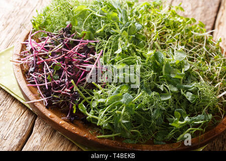 Vitamin diätetische microgreen von Erbsen, Koriander, Senf, Ölrettich rosso Close-up auf einem Schild an einem Holztisch. Horizontale Stockfoto