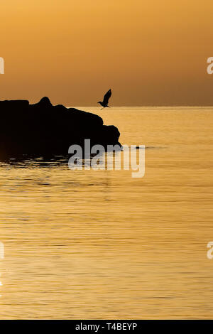 Möwe Vogel silhouette Landung auf Rock Jetty/Pier bei Sonnenaufgang mit goldenem Licht, Cala Bona, Mallorca, Spanien. Stockfoto