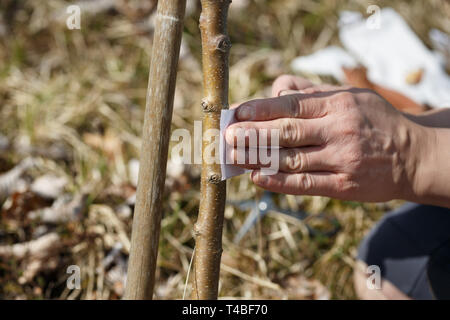 Gärtner Inverkehrbringen Klebstoff Klebeband auf Baumstamm für Ant Schutz. Insektenschutz, ökologischer Landbau Konzept. Stockfoto