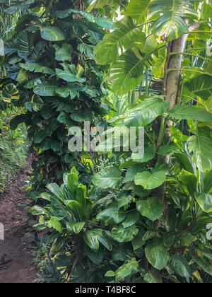 Üppige tropische Vegetation mit dunklen und hellen Blätter entlang Kalalau Wanderweg auf der hawaiianischen Insel Kauai, USA Stockfoto