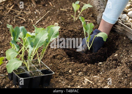 Gärtner pflanzen Blumenkohl Sämlinge in frisch gepflügten Garten Betten. Organische im Garten arbeitende, gesunde Ernährung, Ernährung und Diät, Selbstversorgung und housewor Stockfoto