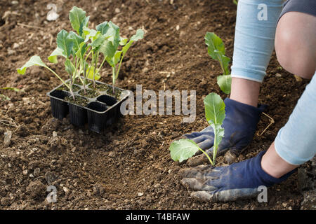 Gärtner pflanzen Blumenkohl Sämlinge in frisch gepflügten Garten Betten. Organische im Garten arbeitende, gesunde Ernährung, Ernährung und Diät, Selbstversorgung und housewor Stockfoto