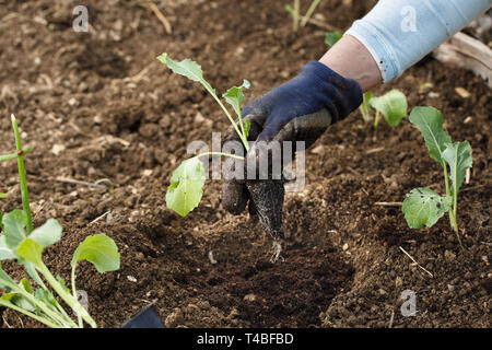 Gärtner pflanzen Blumenkohl Sämlinge in frisch gepflügten Garten Betten. Organische im Garten arbeitende, gesunde Ernährung, Ernährung und Diät, Selbstversorgung und housewor Stockfoto