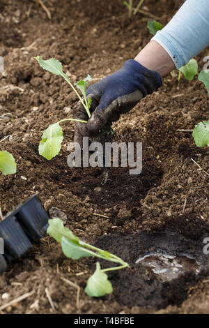 Gärtner pflanzen Blumenkohl Sämlinge in frisch gepflügten Garten Betten. Organische im Garten arbeitende, gesunde Ernährung, Ernährung und Diät, Selbstversorgung und housewor Stockfoto