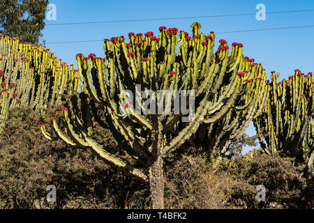 Kandelaber Bäume Euphorbia candelabrum in der Nähe von Wukro Cherkos in Äthiopien Stockfoto