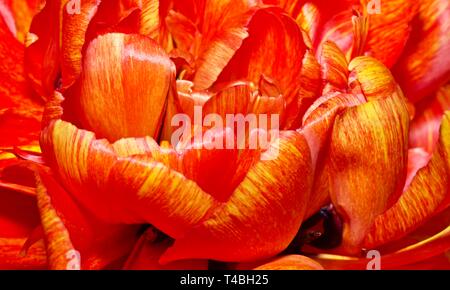 Tulip Sun Lover" das Chamäleon Tulip" Stockfoto