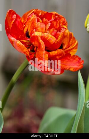 Tulip Sun Lover" das Chamäleon Tulip" Stockfoto