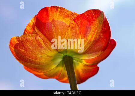 Tulip Sun Lover" das Chamäleon Tulip" Stockfoto