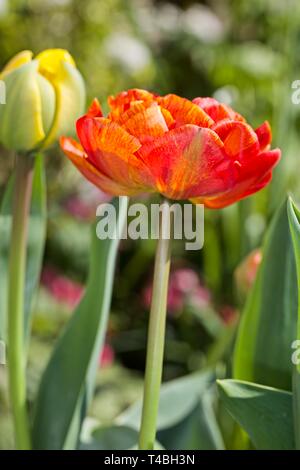 Tulip Sun Lover" das Chamäleon Tulip" Stockfoto