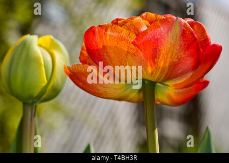 Tulip Sun Lover" das Chamäleon Tulip" Stockfoto