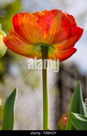 Tulip Sun Lover" das Chamäleon Tulip" Stockfoto