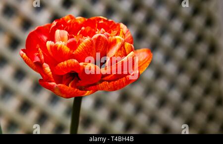 Tulip Sun Lover" das Chamäleon Tulip" Stockfoto