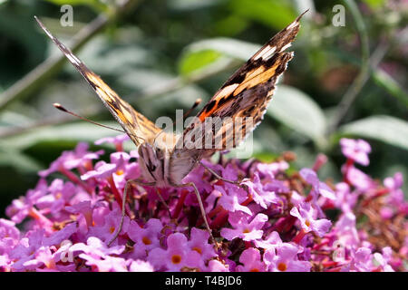 Vanessa cardui ist ein bekannter bunten Schmetterling, bekannt als die bemalte Lady oder in Nordamerika als kosmopolitische Stockfoto