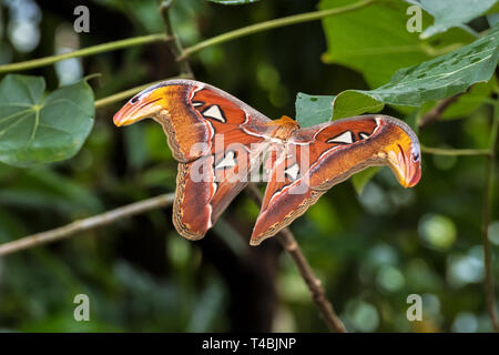 Atlas Moth, Attacus Atlas, diese sind die größten Motten in der Welt mit einer Spannweite von 10-12 Zoll, beheimatet in Südostasien Stockfoto