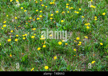 Eine Wiese voller Löwenzahn Stockfoto