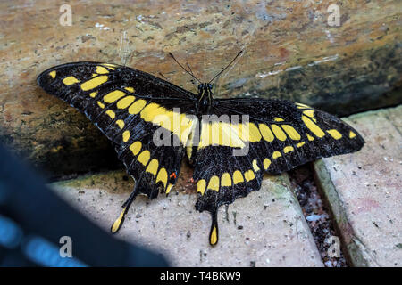 Papilio thoas, dem König Thoas schwalbenschwanz Swallowtail oder, ist ein Schmetterling aus der Familie der Papilionidae. Stockfoto