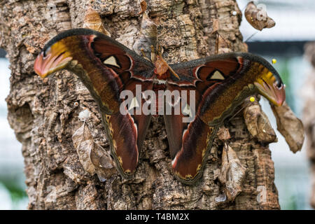 Atlas Moth, Attacus Atlas, diese sind die größten Motten in der Welt mit einer Spannweite von 10-12 Zoll, beheimatet in Südostasien Stockfoto