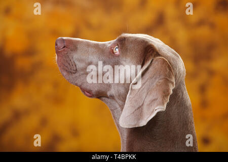 Weimaraner Stockfoto