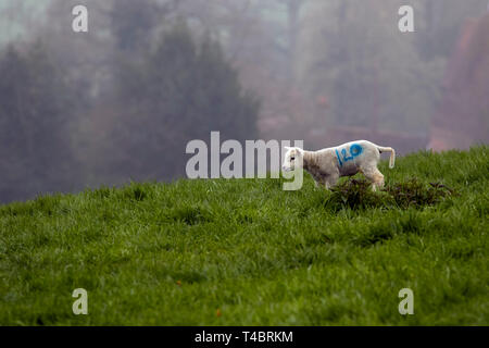 Süße Lämmer im Nebel auf der grünen Landschaft von Kent, England Stockfoto