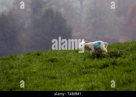 Süße Lämmer im Nebel auf der grünen Landschaft von Kent, England Stockfoto