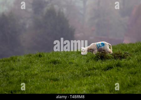 Süße Lämmer im Nebel auf der grünen Landschaft von Kent, England Stockfoto