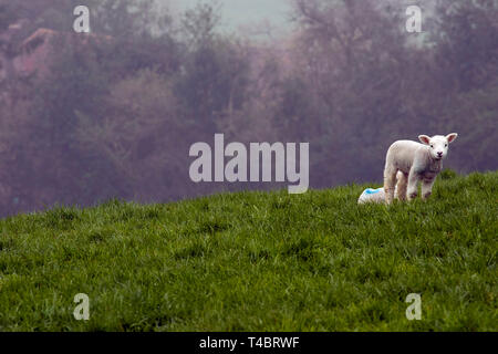 Süße Lämmer im Nebel auf der grünen Landschaft von Kent, England Stockfoto