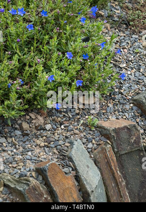 Lithodora diffusa Heavenly Blue, einem kleinen ausgestreckten immergrüner Strauch mit leuchtend blauen Blüten wachsen auf eine Gartenmauer, April, England, Großbritannien Stockfoto