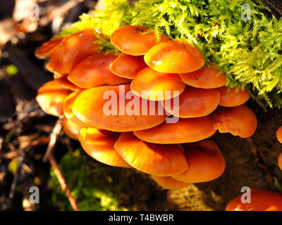 Pilze wachsen auf einem Bemoosten Baumstumpf im Wald im Herbst Stockfoto