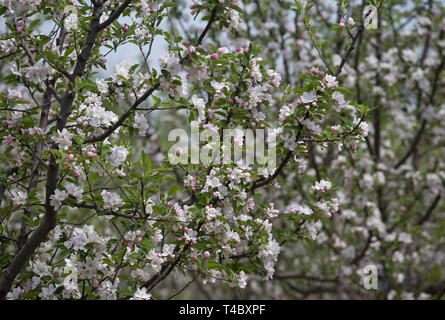 Srinagar. 15 Apr, 2019. Bild auf April 15, 2019 zeigt, blühende Bäume in einem Dorf im Bezirk Pulwama, etwa 55 km südlich von Srinagar, die Hauptstadt des indischen Teil Kaschmirs gesteuert. Credit: Javed Dar/Xinhua/Alamy leben Nachrichten Stockfoto