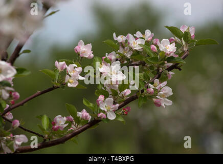 Srinagar. 15 Apr, 2019. Bild auf April 15, 2019 zeigt die Blüten in einem Dorf im Bezirk Pulwama, etwa 55 km südlich von Srinagar, die Hauptstadt des indischen Teil Kaschmirs gesteuert. Credit: Javed Dar/Xinhua/Alamy leben Nachrichten Stockfoto