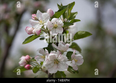 Srinagar. 15 Apr, 2019. Bild auf April 15, 2019 zeigt die Blüten in einem Dorf im Bezirk Pulwama, etwa 55 km südlich von Srinagar, die Hauptstadt des indischen Teil Kaschmirs gesteuert. Credit: Javed Dar/Xinhua/Alamy leben Nachrichten Stockfoto