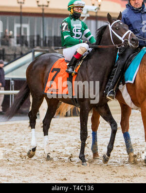 Ozon Park, New York, USA. 2 Jan, 2017. Ozon Park, NY - Januar 02, 2017: Gewinnen Sie mit Stolz in post-Parade für die Grade 3 Jerome Stangen für 3- bis 14-Jährigen, an Aqueduct Racetrack, 2. Januar 2017. (Foto von Sue Kawczynski/Eclipse Sportswire/Getty Images) Credit: Csm/Alamy leben Nachrichten Stockfoto