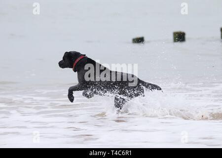 Sturz, East Sussex, UK. 16. Apr 2019. Auf einem warmen und dunstiger Tag bei Camber Sands, Peggy, der schwarze Labrador spielt Fangen mit einer Kugel im Meer. © Paul Lawrenson 2019, Foto: Paul Lawrenson/Alamy leben Nachrichten Stockfoto